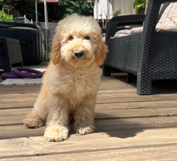 Tengo Goldendoodle