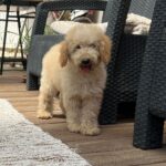 Tengo-male-golden-doodle-puppy-for-sale- (3)