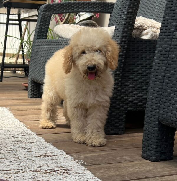 Tengo Goldendoodle