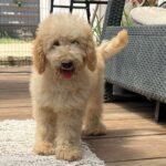 Tengo-male-golden-doodle-puppy-for-sale- (4)