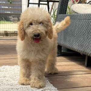 Tengo Goldendoodle