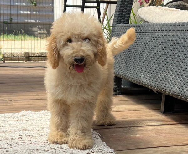 Tengo Goldendoodle