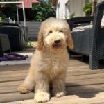 Tengo-male-golden-doodle-puppy-for-sale- (5)