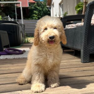 Tengo Goldendoodle