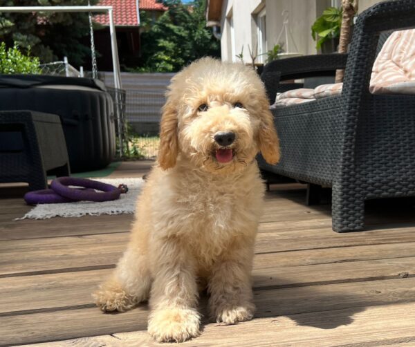 Tengo Goldendoodle
