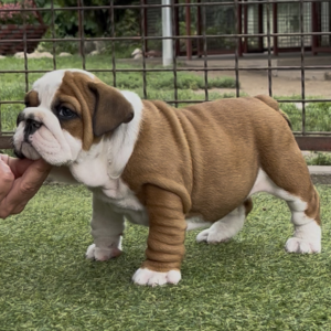 Tessa English Bulldog