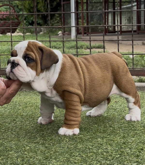Tessa English Bulldog