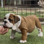 Tessa-female-english-bulldog-puppy-for-sale- (2)