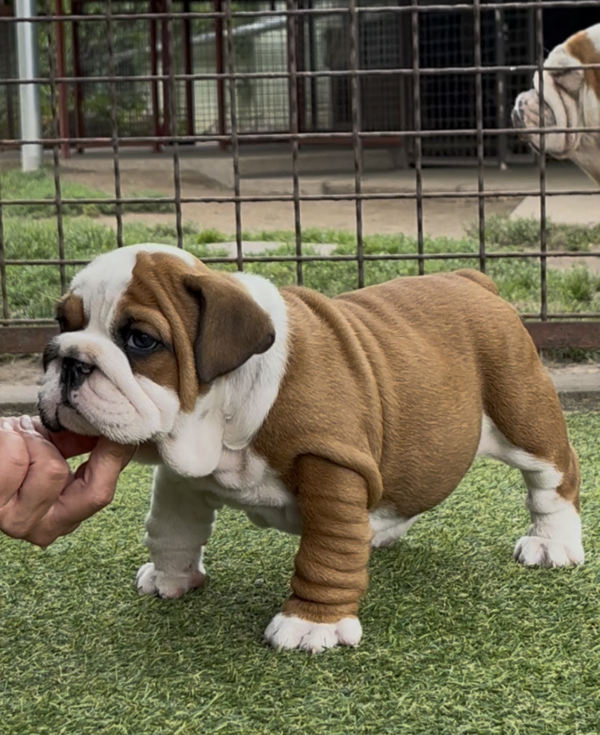 Tessa English Bulldog