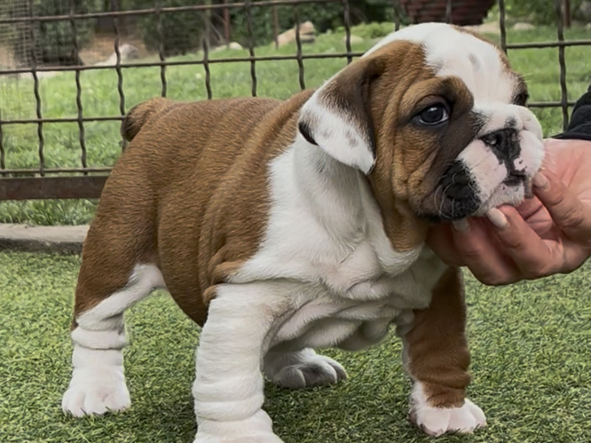 British Bulldog Bulldog Family Dog Dog Family English Bulldog