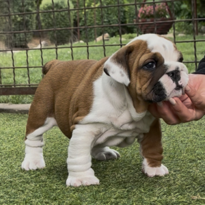 Tessa English Bulldog