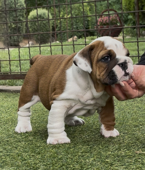 Tessa English Bulldog