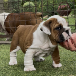 Tessa-female-english-bulldog-puppy-for-sale- (4)