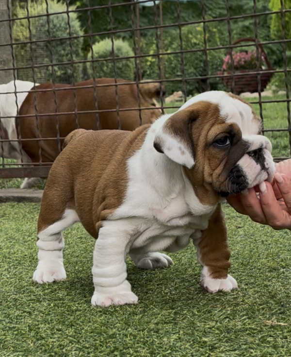 Tessa English Bulldog