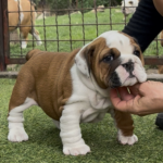 Tessa-female-english-bulldog-puppy-for-sale- (5)