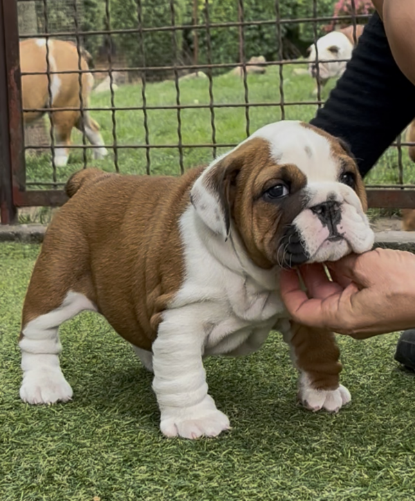 Tessa English Bulldog
