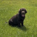Theodore-male-labrador-retriver-puppy-for-sale-1 (1)
