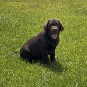 Theodore Labrador Retriever