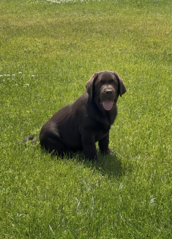 Theodore Labrador Retriever