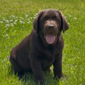 Theodore Labrador Retriever