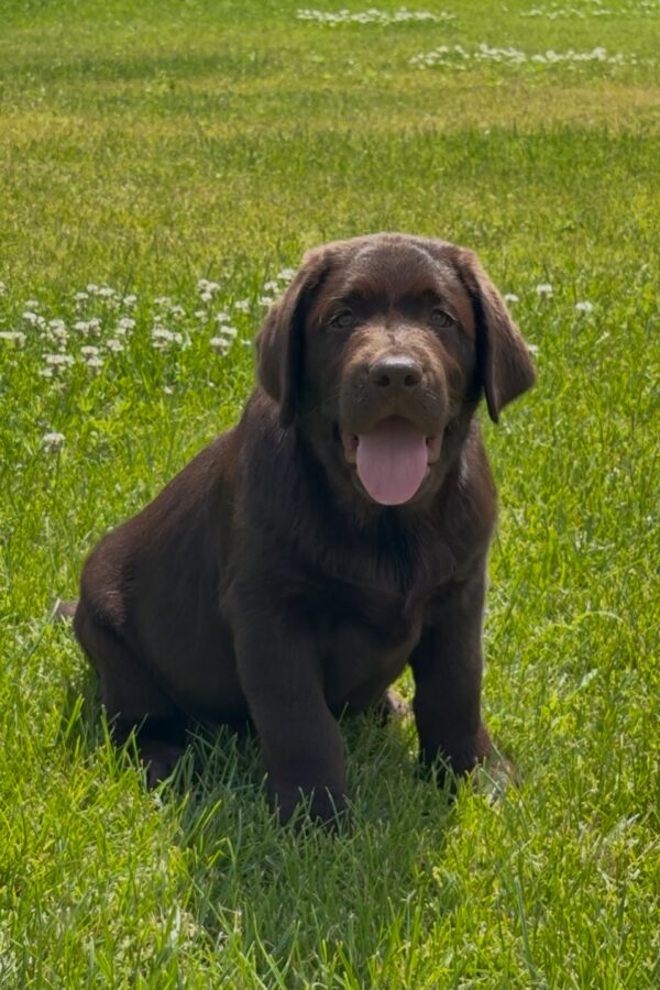 Theodore Labrador Retriever