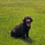 Theodore-male-labrador-retriver-puppy-for-sale-1 (3)