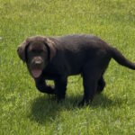 Theodore-male-labrador-retriver-puppy-for-sale-1 (4)