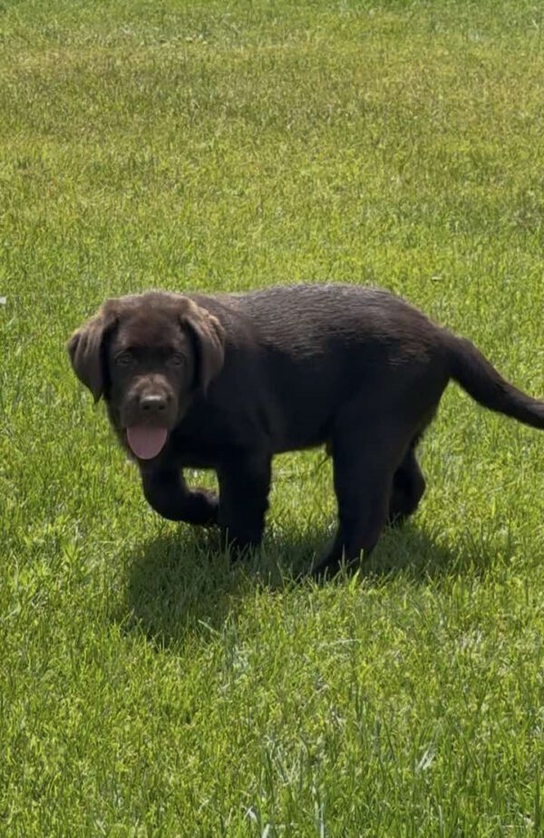 Theodore Labrador Retriever