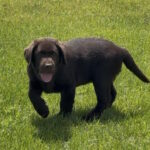 Theodore-male-labrador-retriver-puppy-for-sale-1 (5)