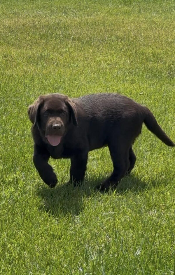 Theodore Labrador Retriever