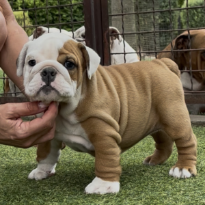 Tiara English Bulldog