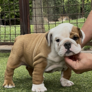 Tiara English Bulldog