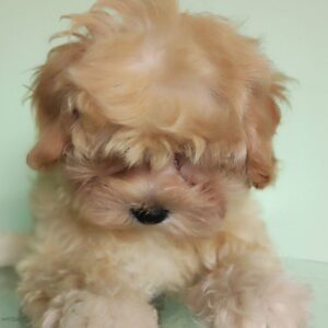 Tilla Maltipoo