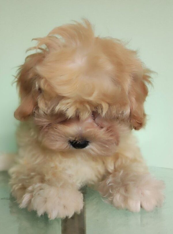 Tilla Maltipoo