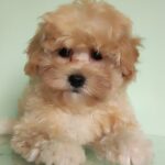 Tilla-female-Maltipoo-puppy-for-sale-2