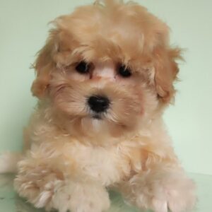 Tilla Maltipoo