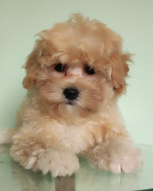 Tilla Maltipoo