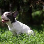 Timon-male-french-bulldog-puppy-for-sale-1 (1)