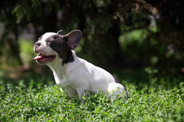 Timon French Bulldog