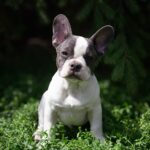 Matit French Bulldog