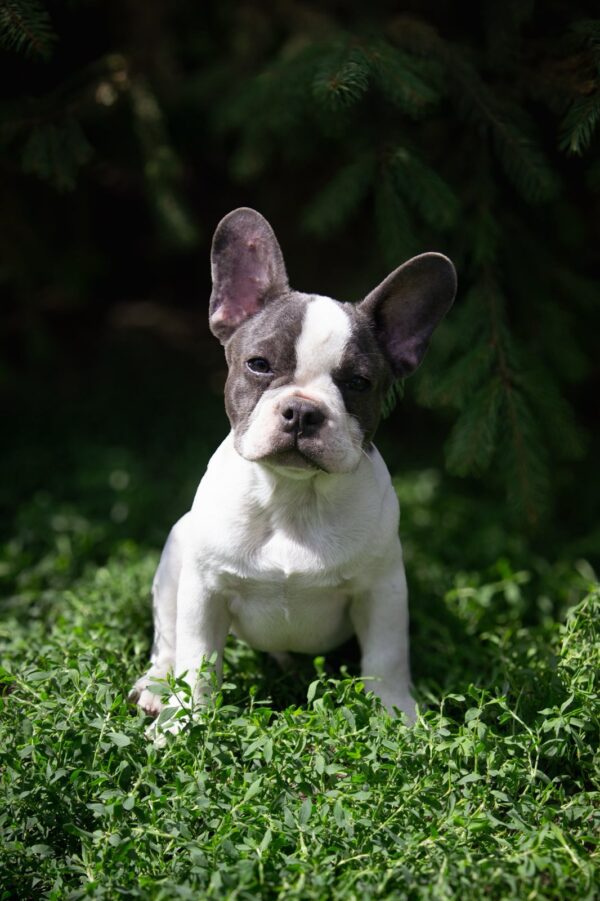 Timon French Bulldog