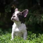 Timon-male-french-bulldog-puppy-for-sale-1 (3)