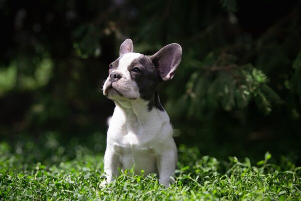 Timon French Bulldog