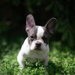 Timon-male-french-bulldog-puppy-for-sale-1 (4)