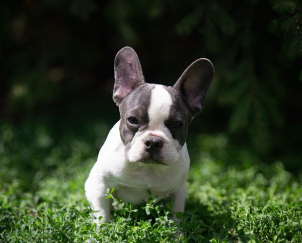 Timon French Bulldog