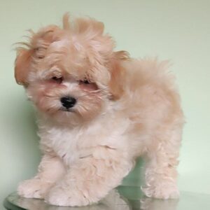 Tix Maltipoo