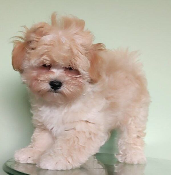 Tix Maltipoo