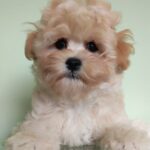 Tilla Maltipoo