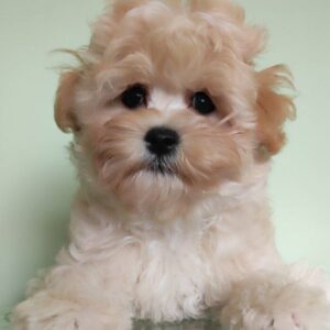 Tix Maltipoo