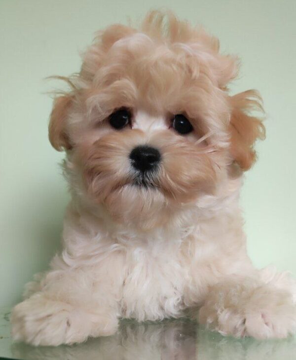 Tix Maltipoo